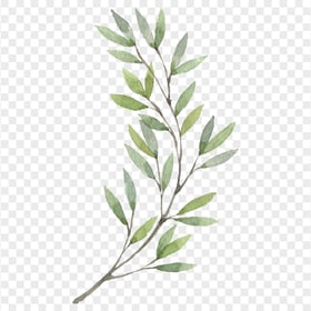 Green Leaves Branch Watercolor HD PNG