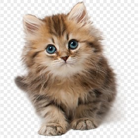 Fluffy Cute Kitten Transparent Background