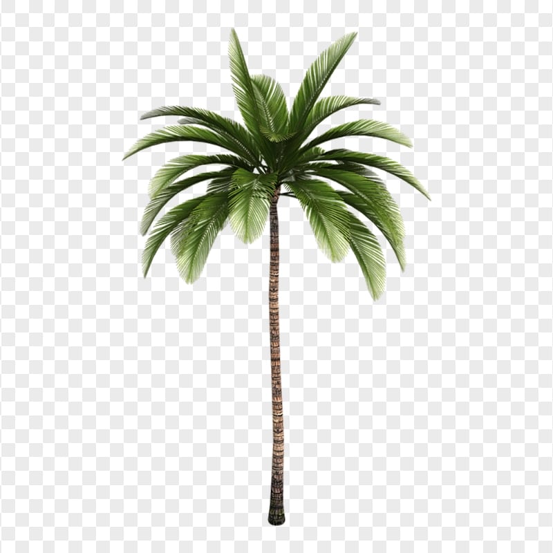 Download Real Tropical Palm Tree PNG