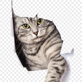 Gray Cat Breaks Through Paper Hole HD Transparent Background