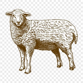 HD Cartoon Sheep Illustration Drawing Art PNG