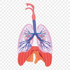 Lung Lungs Respiratory System Bronchus Vector Icon