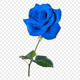 Blue Real Rose Flower HD PNG