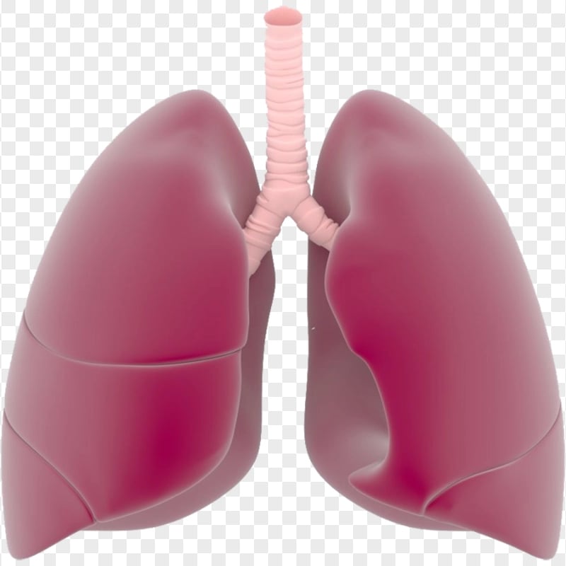 Lungs Trachea Illustration Respiratory System