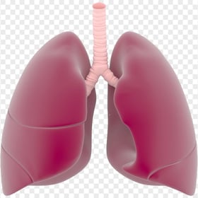 Lungs Trachea Illustration Respiratory System