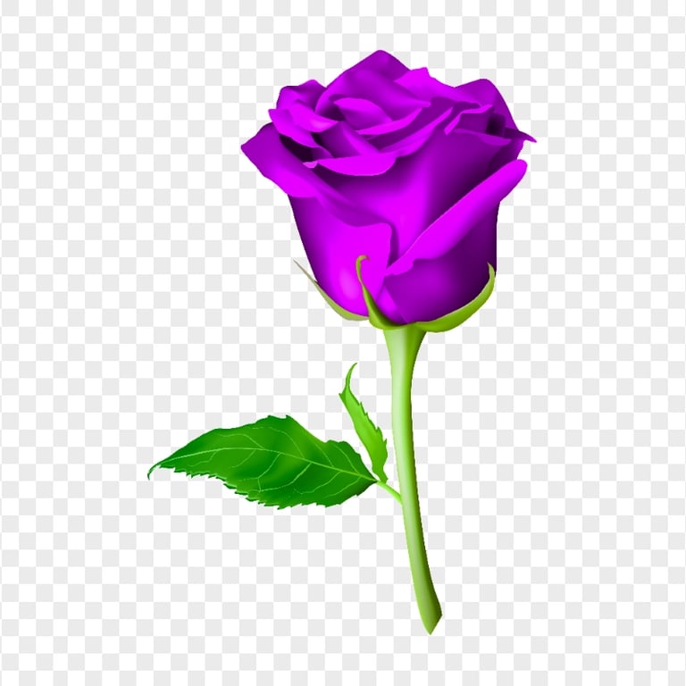 HD PNG Purple Flower Rose With Green Leaf Illustration