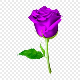 HD PNG Purple Flower Rose With Green Leaf Illustration