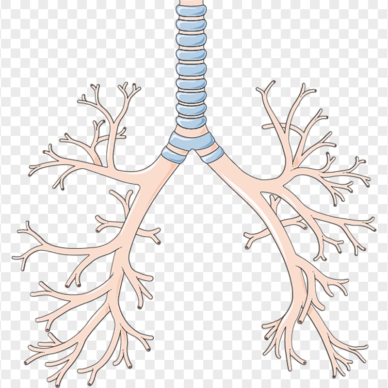 Lungs Lung Trachea Bronchus Anatomy Icon Vector Citypng