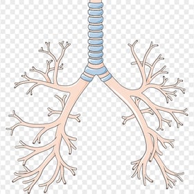 Lungs Lung Trachea Bronchus Anatomy Icon Vector