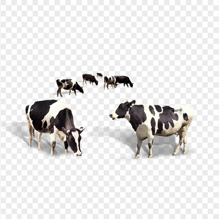 Hd Group Of Black & White Cows Png | Citypng