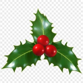 HD Mistletoe Holly Christmas Plant Illustration PNG