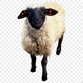 HD Sheep With Black Face PNG