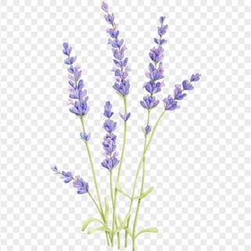 Watercolor English Lavender Flowers PNG Image
