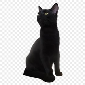 Domestic Black Cat Sitting HD Transparent Background