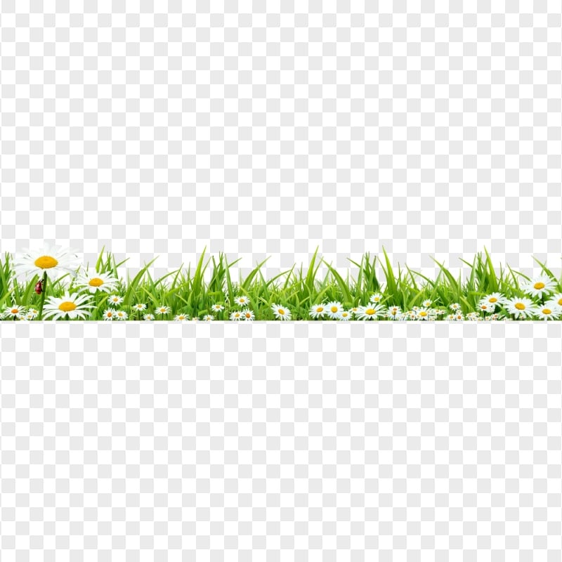 HD Grass With White Flowers Border PNG