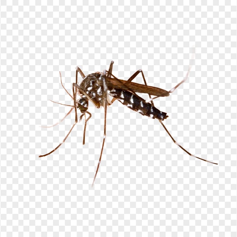 Asian Tiger Mosquito Aedes Albopictus