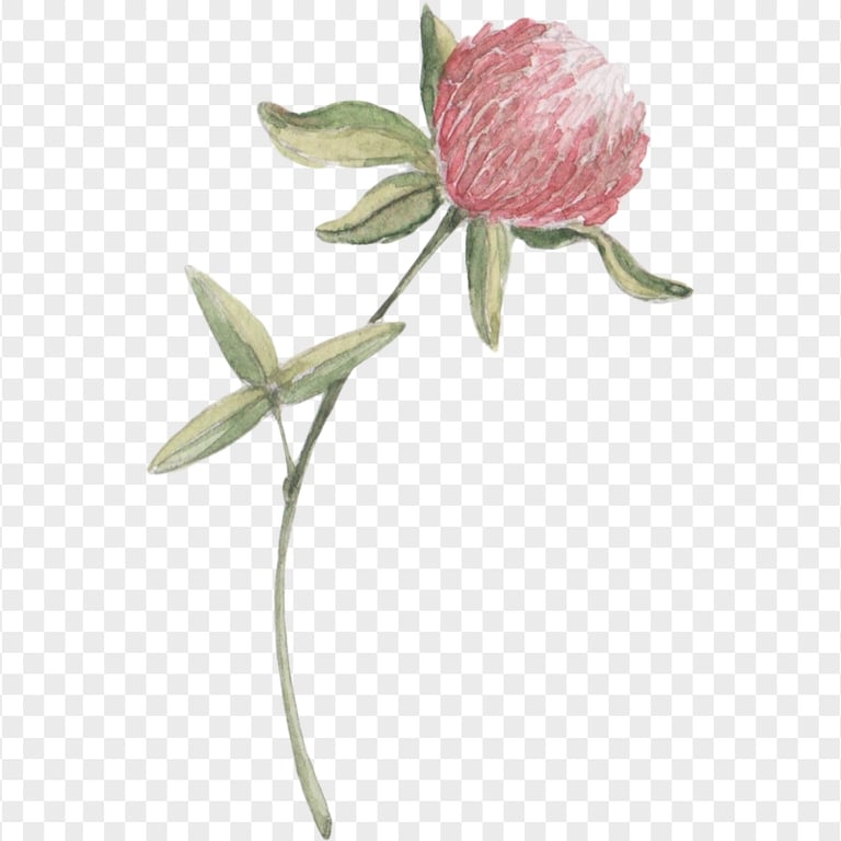 Watercolor wildflower png