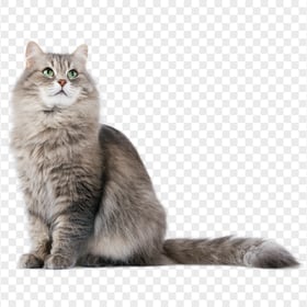 Adorable Silver Siberian Cat HD Transparent Background