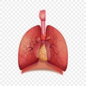 Lungs Trachea Bronchus Illustration Clipart Icon