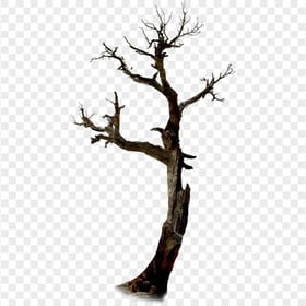HD Halloween Real Twig Tree Branches PNG