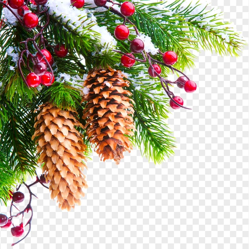 Real Snowy Holly Pine Tree Branch Corner PNG Image
