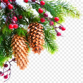 Real Snowy Holly Pine Tree Branch Corner PNG Image