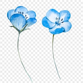 Two Blue Watercolor Painting Flowers HD PNG