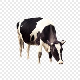HD Black & White Cow Eating Grass PNG