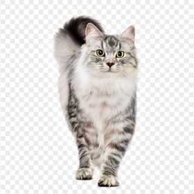 Silver Tabby Fluffy Cat HD Transparent Background
