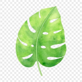 Tropical Monstera Leaf Watercolor PNG