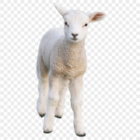 Cute Real Sheep Lamb Mammal Animal