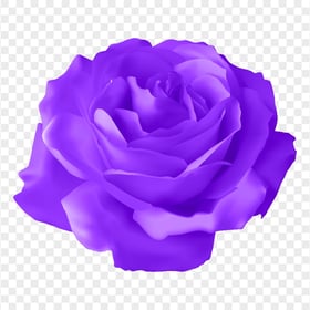 Vector Illustration Purple Rose Flower Image PNG