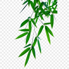 Bamboo Leaves HD PNG