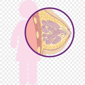 Breast Cancer Clipart Anatomy Icon