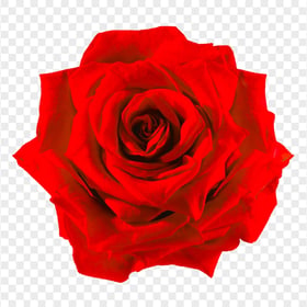 FREE Realistic Red Rose Flower PNG