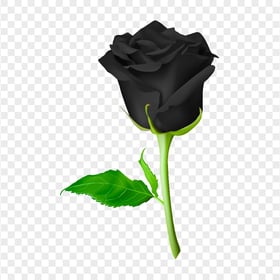 Black Flower Rose With Green Leaf Illustration HD PNG
