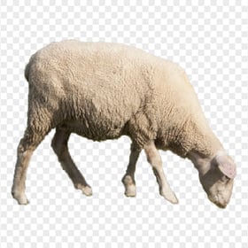 Real Sheep Animal Eating Grass