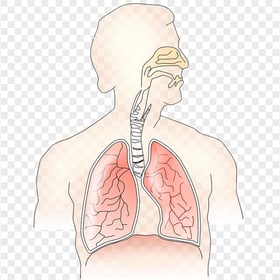Humain Lungs Respiratory System Trachea Bronchus Vector