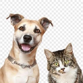 Adorable Cat and Dog Together HD Transparent Background