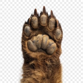 HD Big Brown Bear Paw and Claw Transparent Background