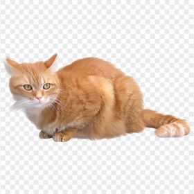 Tabby Orange Lying Cat Transparent PNG