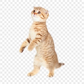 Cute Cat Standing HD Transparent Background