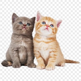 Two Fluffy Cute kittens HD Transparent Background