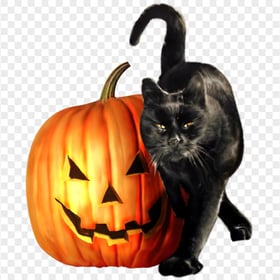 Halloween Real Black Cat Pumpkin PNG Image