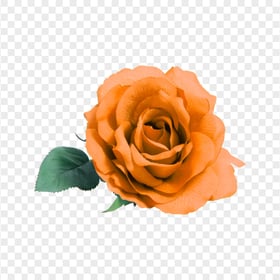 Real Orange Flower Rose Transparent Background