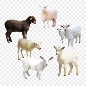 HD Group Of Sheeps & Goats PNG