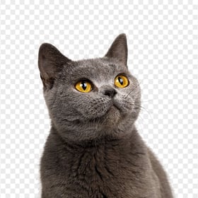 Portrait Of British Grey Cute Cat HD Transparent Background