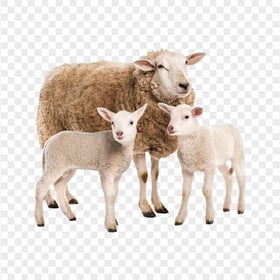 Sheep With Two Lambs Image PNG