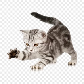 British Shorthair kitten Playing Transparent PNG