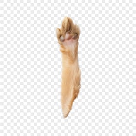 Ginger Rabbit Paw Pad HD Transparent PNG